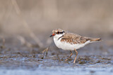 Image. Black-fronted Dotterel