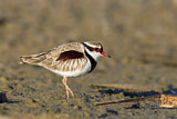 Image. Black-fronted Dotterel