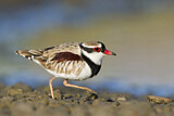 Image. Black-fronted Dotterel