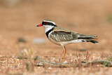 Image. Black-fronted Dotterel