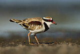 Image. Black-fronted Dotterel