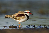 Image. Black-fronted Dotterel