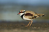 Image. Black-fronted Dotterel