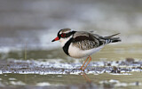 Image. Black-fronted Dotterel
