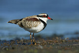 Image. Black-fronted Dotterel