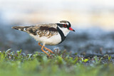 Image. Black-fronted Dotterel