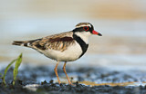 Image. Black-fronted Dotterel