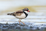 Image. Black-fronted Dotterel