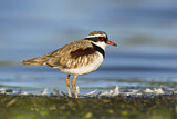Image. Black-fronted Dotterel