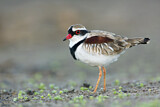 Image. Black-fronted Dotterel