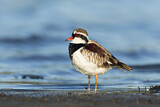 Image. Black-fronted Dotterel