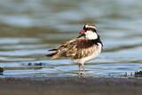 Image. Black-fronted Dotterel