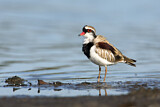 Image. Black-fronted Dotterel