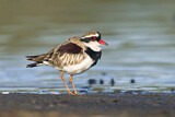 Image. Black-fronted Dotterel