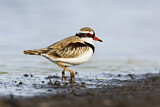 Image. Black-fronted Dotterel