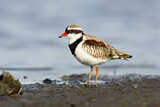 Image. Black-fronted Dotterel