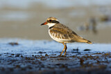 Image. Black-fronted Dotterel