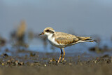 Image. Black-fronted Dotterel