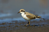Image. Black-fronted Dotterel