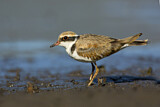 Image. Black-fronted Dotterel