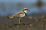 Image. Black-fronted Dotterel