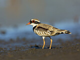 Image. Black-fronted Dotterel