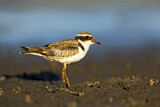 Image. Black-fronted Dotterel