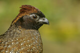 Image. Black-fronted Wood Quail