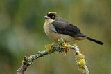 Image. Black-goggled Tanager