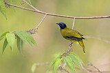 Image. Black-headed Bulbul