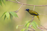 Image. Black-headed Bulbul