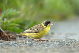 Image. Black-headed Bunting