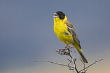 Image. Black-headed Bunting