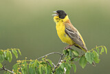 Image. Black-headed Bunting