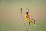 Image. Black-headed Bunting
