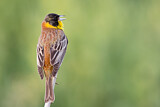 Image. Black-headed Bunting