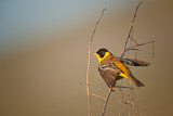 Image. Black-headed Bunting