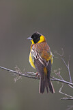 Image. Black-headed Bunting
