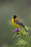 Image. Black-headed Bunting