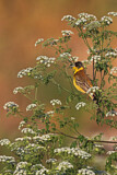 Image. Black-headed Bunting