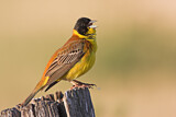 Image. Black-headed Bunting