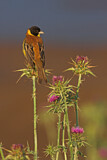 Image. Black-headed Bunting