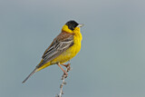 Image. Black-headed Bunting