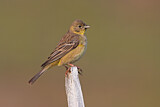 Image. Black-headed Bunting
