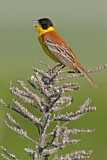 Image. Black-headed Bunting