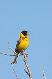 Image. Black-headed Bunting