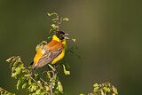 Image. Black-headed Bunting