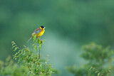 Image. Black-headed Bunting