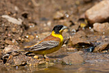 Image. Black-headed Bunting