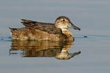 Image. Black-headed Duck